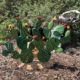 Opuntia with design on cactus and red flowers on top in front of plants