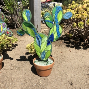 A potted plant with blue and green leaves.